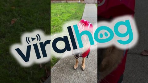 Remy Ready To Rescue || ViralHog