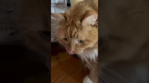 Naughty Cat Breaks Into Bag of Kibble || ViralHog