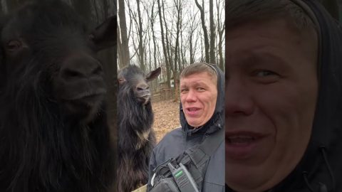 Guy and Goat Snort at Each Other || ViralHog