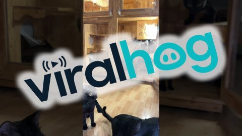 Bat Cats Fly Away From Enclosure || ViralHog
