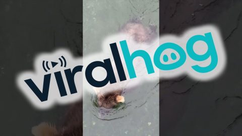 Silly-Looking Swimming Bears || ViralHog