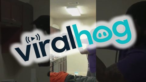 Cat Loves Him Some Egg Roll || ViralHog