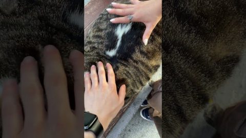 Chunky Cat in Istanbul || ViralHog