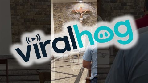 Dogs Don't Pay Attention In Church || ViralHog
