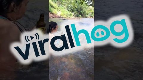 Little Pig Jumps Into River to Join the Party || ViralHog