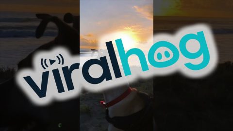 Helping a Turtle Stuck on the Beach || ViralHog