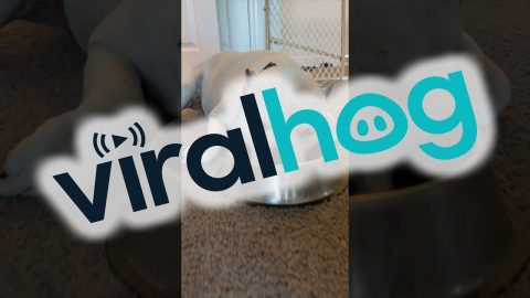 Farkle the Narcoleptic Rescue Dog || ViralHog