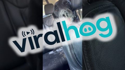 Dog Attacks Flour in Record Time || ViralHog