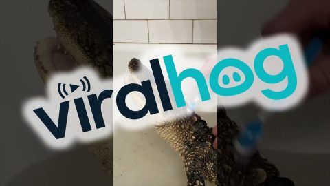 Pet Alligator Takes a Bath || ViralHog