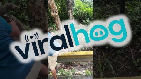 Moving a Three-Toed Sloth to Safety || ViralHog