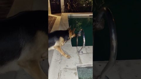 Too Friendly to Be a Guard Dog || ViralHog