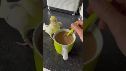 Cockatiel Chirps For Coffee || ViralHog