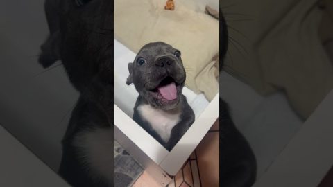 A Talking Pupper || ViralHog