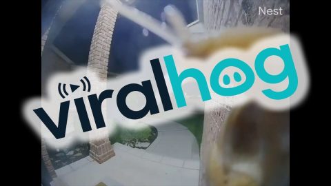 Snail Says Shello || ViralHog