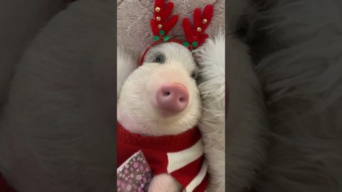 Roxy The Festive Pig Wishes You Happy Holidays || ViralHog