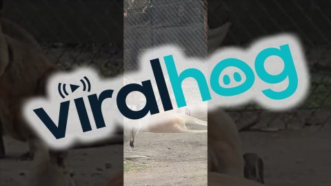 Terrifying Wallaby Makes An Appearance || ViralHog