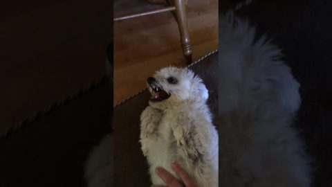 Vicious Little Dog Secretly Loves Belly Rubs || ViralHog