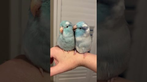 Pretty Parrotlets Preen Each Other || ViralHog