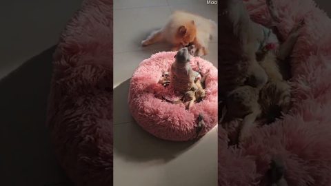 Pet Meerkat Family Cuddles in Fuzzy Bed || ViralHog