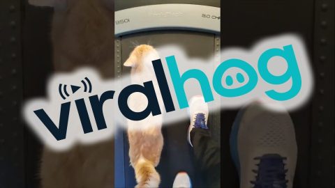 Healthy Cat Hits The Treadmill || ViralHog