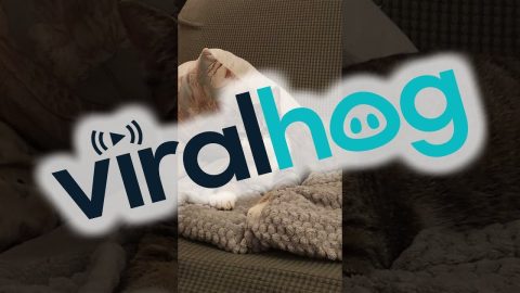 Kitten Does Silly Tongue Wiggles at the Camera || ViralHog