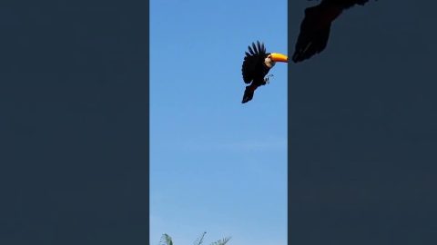 Toucan Takes Other Eggs || ViralHog