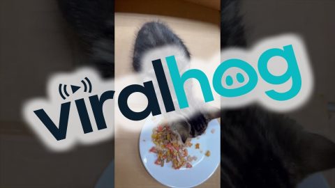 Kitten Makes Cute Little Noises While Eating || ViralHog