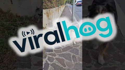 Dog Walks His Cat || ViralHog