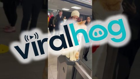 Stevenage Station Cat || ViralHog