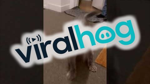 Dog Is Ecstatic to Be Reunited With College Student || ViralHog