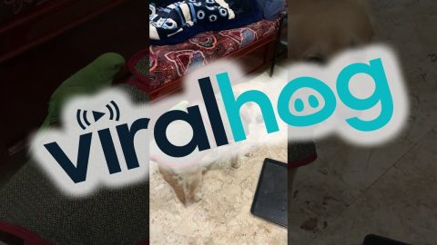 Parrot Hitches A Ride On Pooch's Back || ViralHog