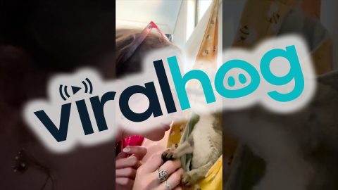Wallaby Joey Rescued And Rehabilitated || ViralHog