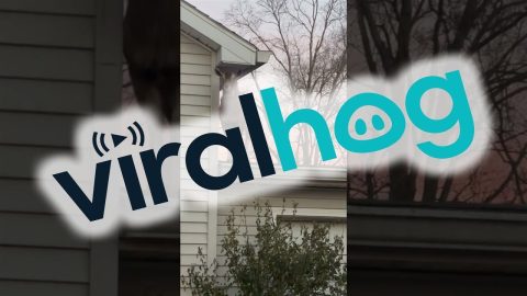 There's A Goat On My Roof || ViralHog