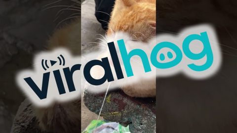 Drool Dangles From Sleeping Cat's Mouth || ViralHog