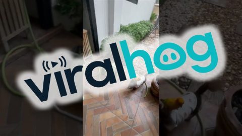 Parrot and Puppies are Best Friends || ViralHog