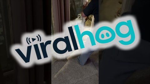Humane Mouse Removal || ViralHog