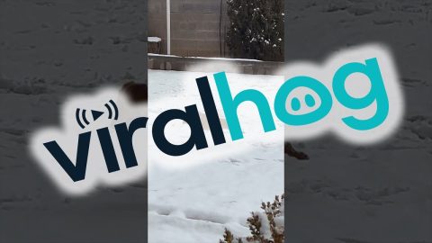 Prancing Through The Snow || ViralHog