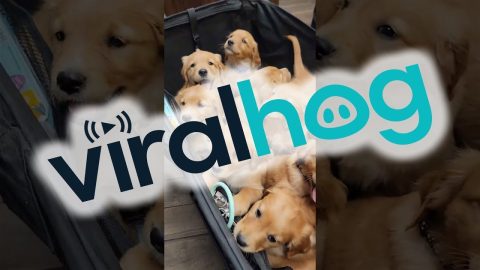 Vet Checkup for 12 Golden Retriever Puppies || ViralHog