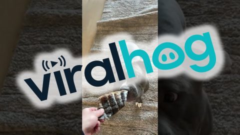 Pup Afraid To Eat His Treat || ViralHog