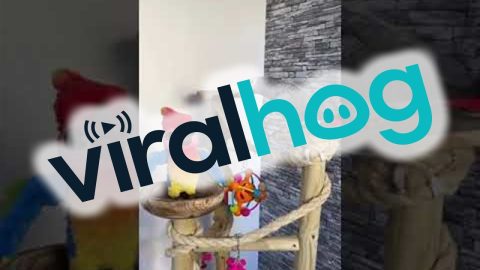 There Is Only One Parrot In This House || ViralHog