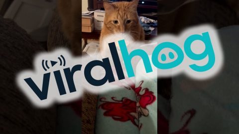 Cat Gags At Zucchini Pizza || ViralHog