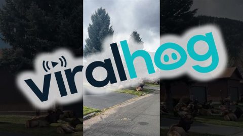 Elk Take Over Neighborhood in Estes Park, Colorado || ViralHog