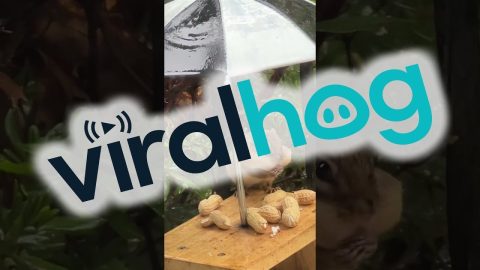 Chipmunk Stuffs Her Face || ViralHog