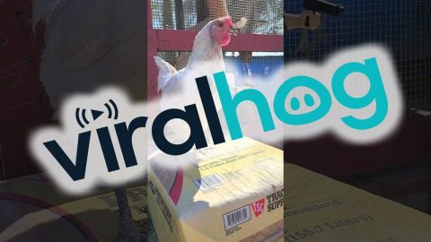 3D Printer Arms Chicken || ViralHog