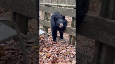 Stubborn Black Bear Doesn't Want to Leave Deck || ViralHog