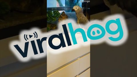 Bird Hangs Out With Turtle Friend || ViralHog