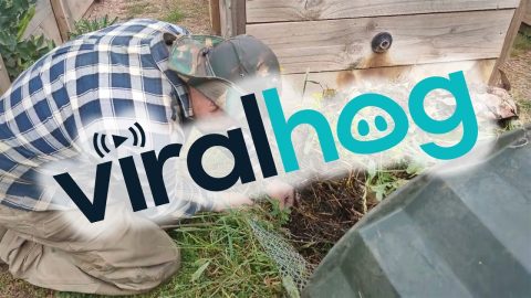 Cutting A Snake Out Of The Compost || ViralHog