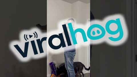 Spoiled Cat Held While Being Fed || ViralHog