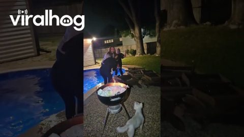 Woman Trips and Falls Into Pool While Celebrating Her Divorce || ViralHog