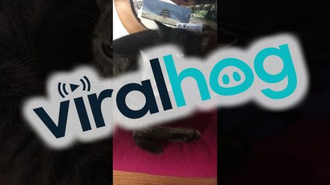 Cats Of A Feather Chirp Together || ViralHog